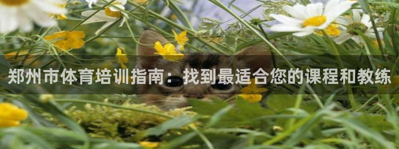 耀世娱乐平台官网登录不了：郑州市体育培训指南：找到最